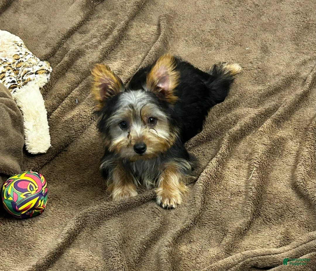 Silky Terrier dogs for sale: Lilly - Ad 1