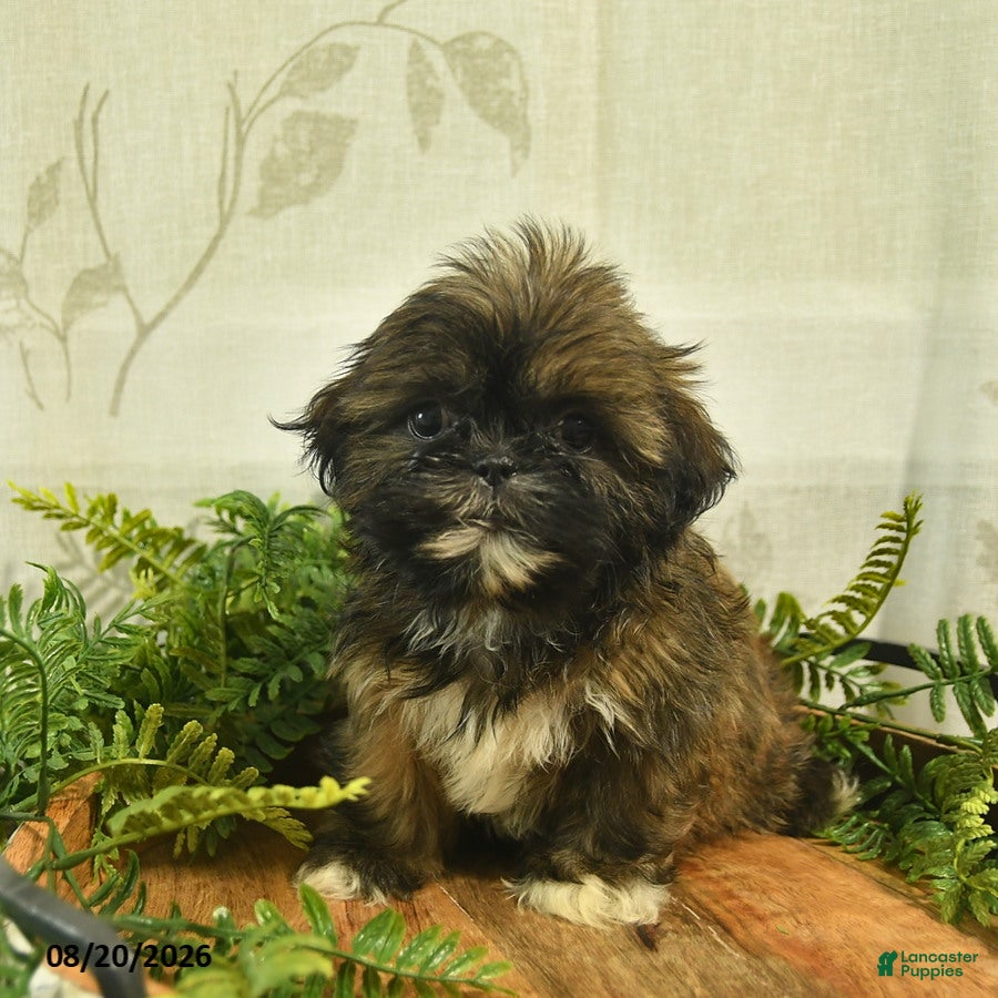 Shih Tzu dogs Dakota  - Ad 1