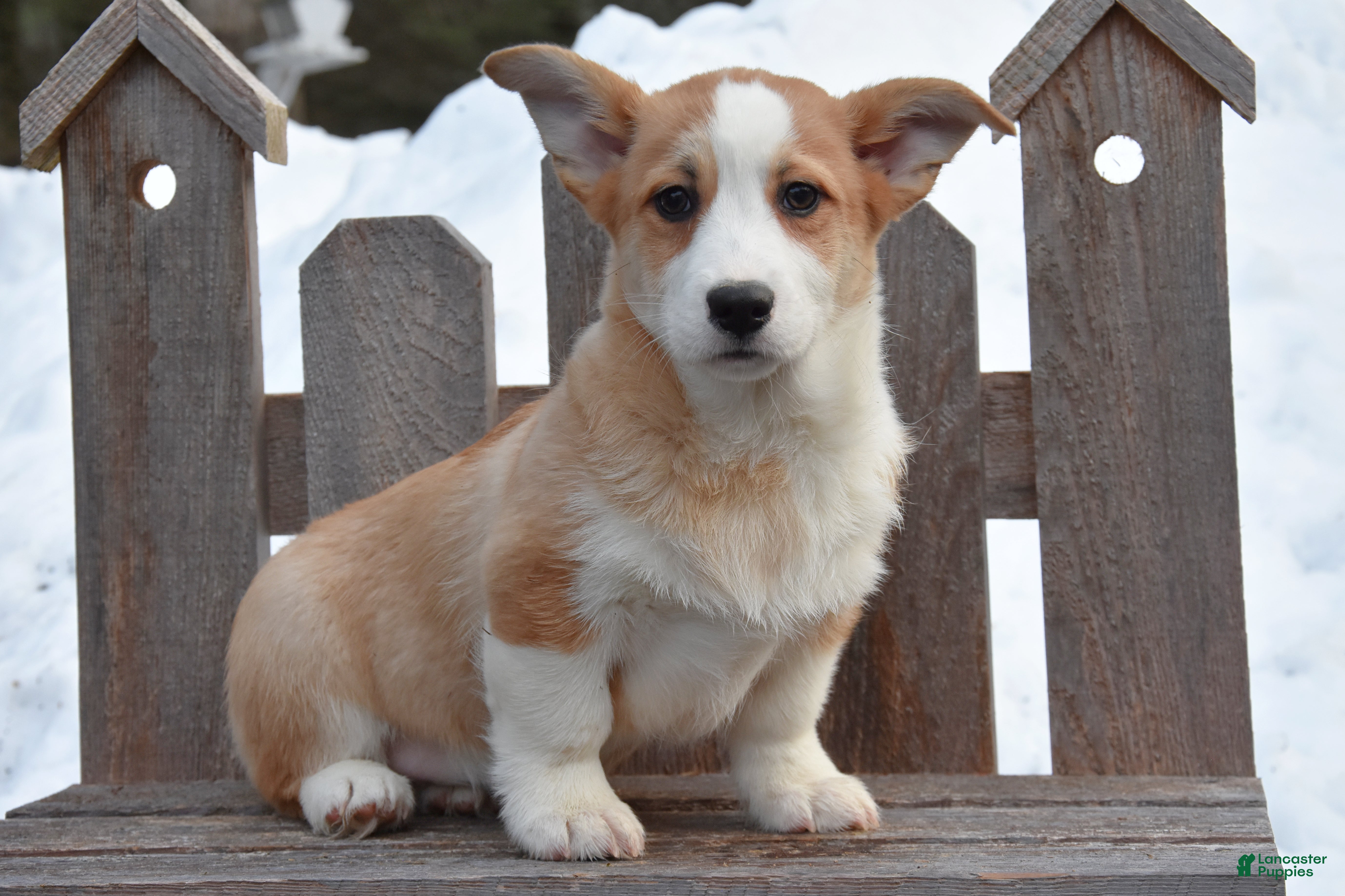 Welsh Corgi Pembroke dogs Dylan - Ad 1
