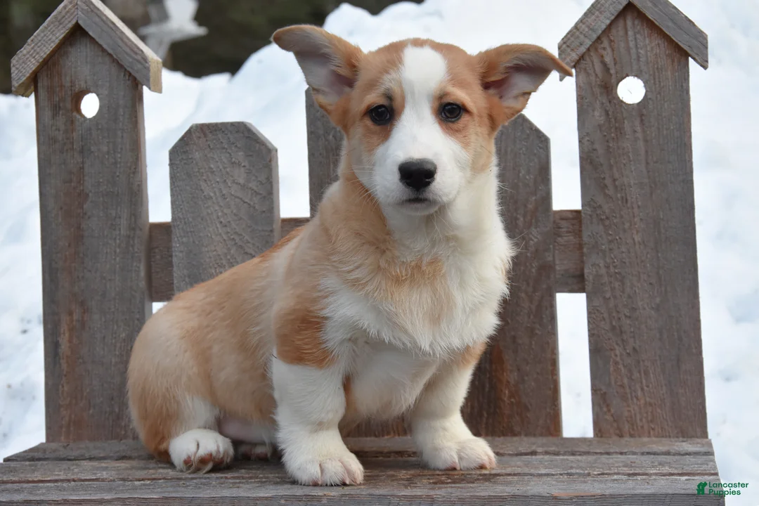 Welsh Corgi Pembroke dogs for sale: Dylan - Ad 1