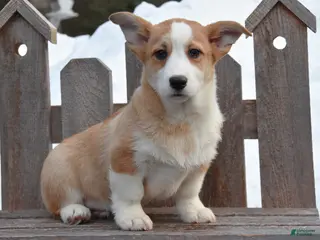 Welsh Corgi Pembroke dogs for sale: Dylan - Ad 2