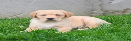 Labrador Retriever dogs for sale: Ellie - Ad 2