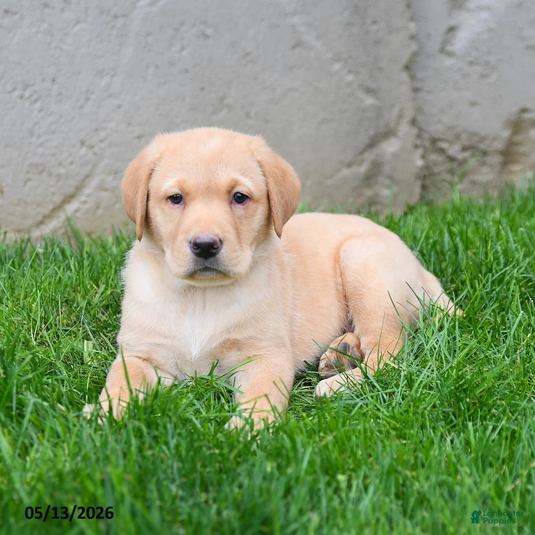 Labrador Retriever dogs for sale: Ellie - Ad 2
