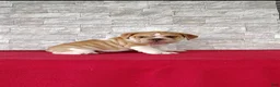 Beabull dogs for sale: Riley - Ad 4