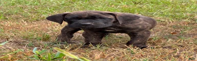 Cane Corso 3