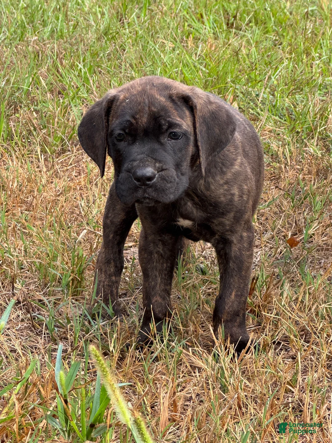 Cane Corso dogs for sale: Cane Corso 3 - Ad 1