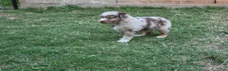 Australian Shepherd dogs for sale: Australian Shepherd Puppy 2 - Ad 1