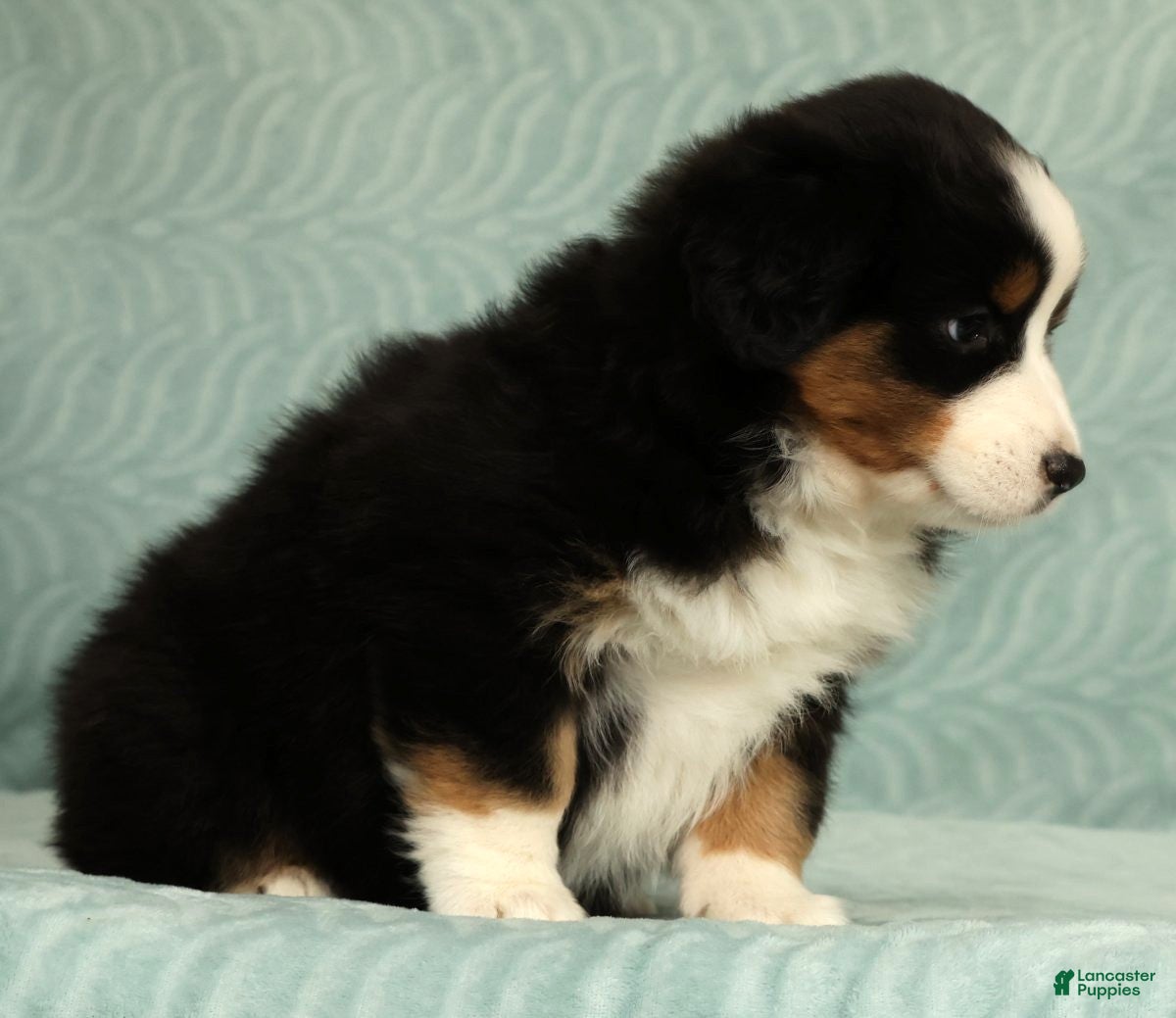 Australian Shepherd dogs for sale: June - Ad 5
