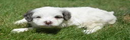 Bernedoodle dogs for sale: Brooke Bernedoodle 6 - Ad 4