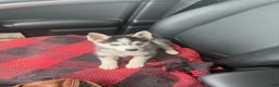 Pomsky dogs for sale: Ace - Ad 2