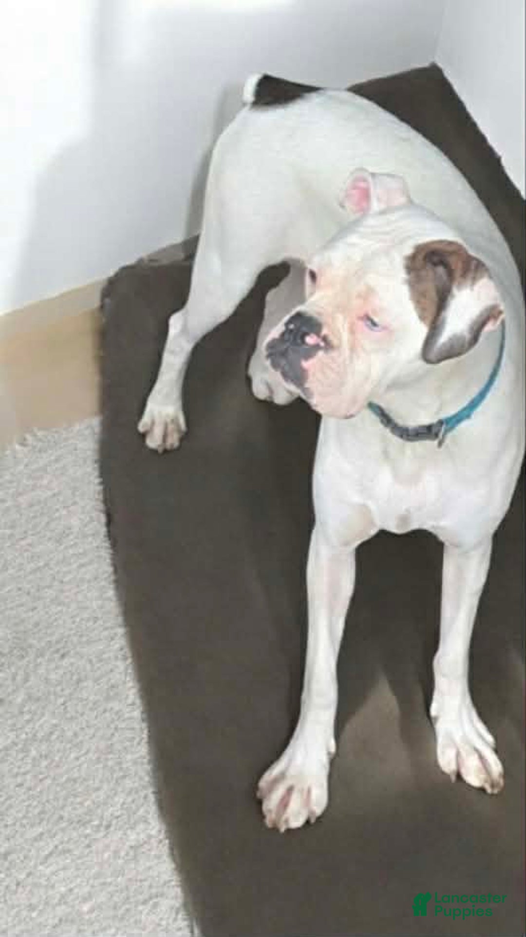 Boxer dogs for sale: Tae - Ad 9