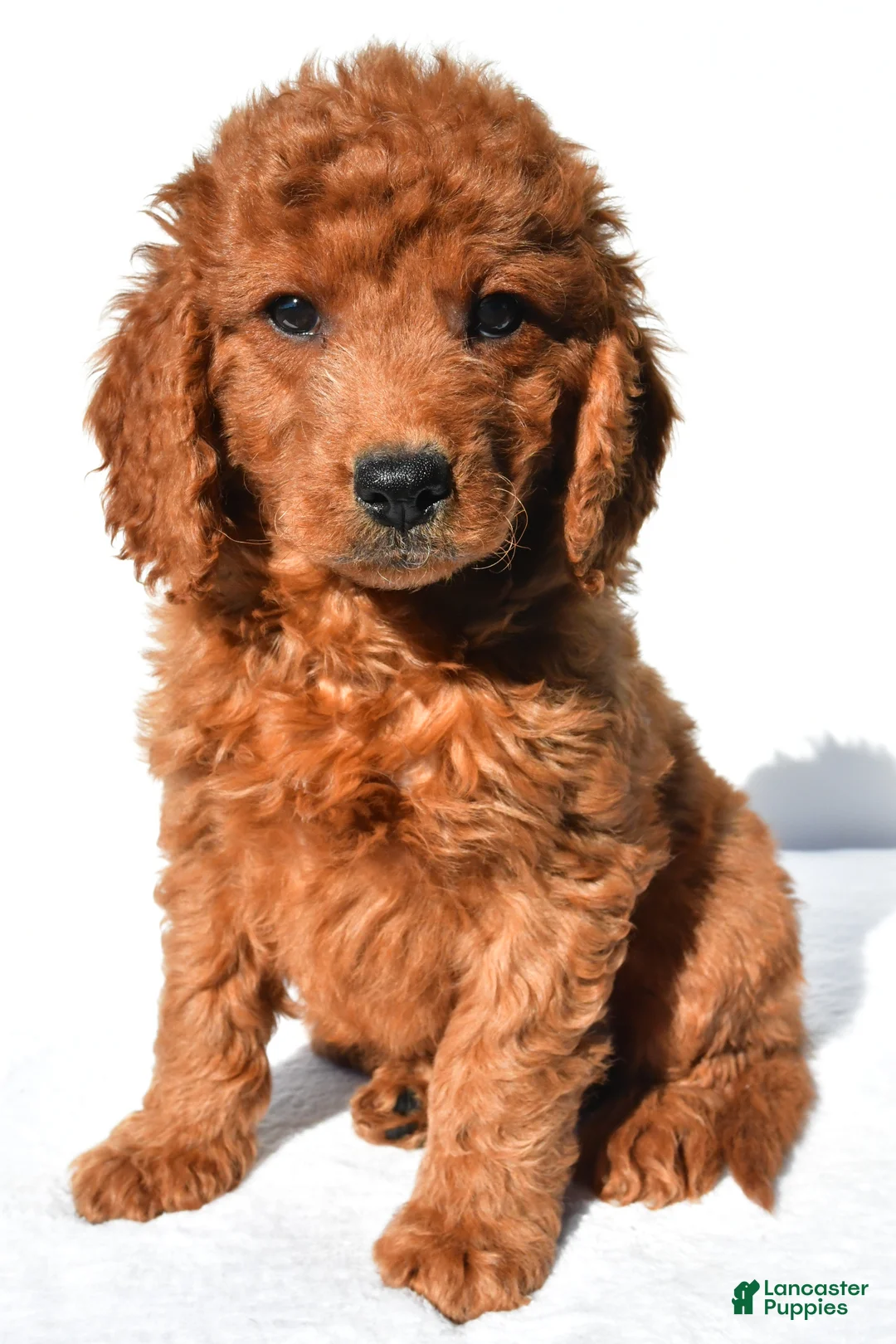 Mini Goldendoodle dogs for sale: Aspen - Ad 1