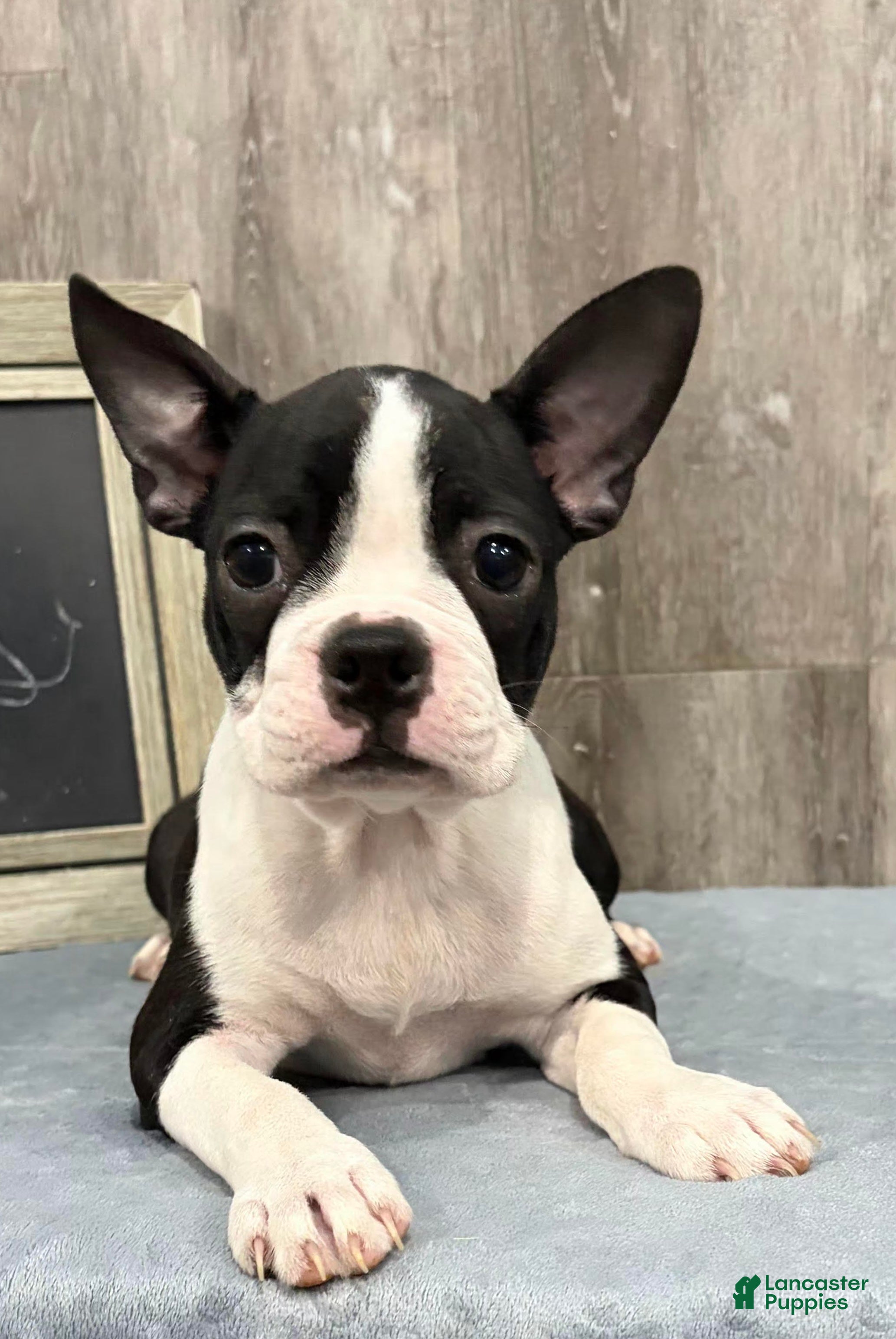Boston Terrier dogs Jules Boston Terrier  - Ad 1