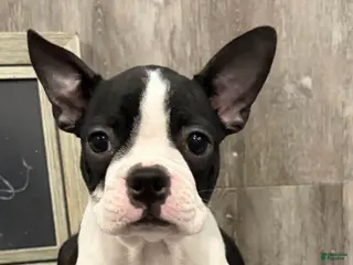Boston Terrier dogs Jules Boston Terrier - Ad 1