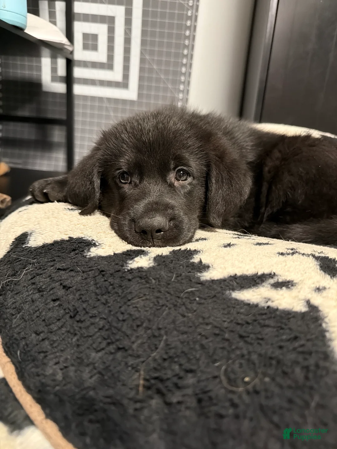 Golden Shepherd dogs for sale: Choco Dubai - Ad 1