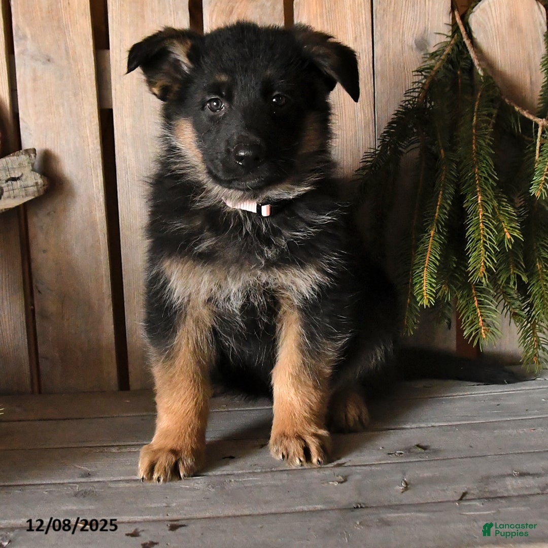 German Shepherd dogs for sale: Sasha - Ad 3