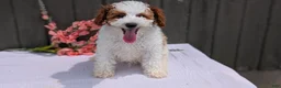 Miniature Poodle dogs for sale: Apollo - Ad 8