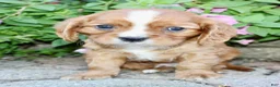 Cavalier King Charles Spaniel dogs for sale: Tucker Male AKC Cavalier - Ad 3