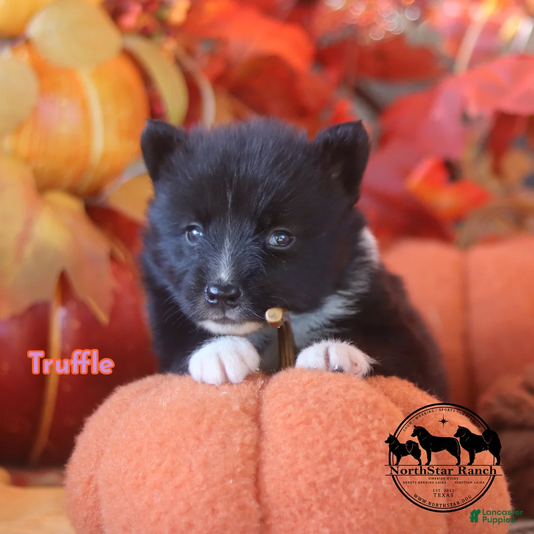 Nenets Herding Laika dogs for sale: Truffle  - Ad 3
