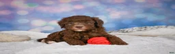 Mini Goldendoodle dogs for sale: Cliffy - Ad 12