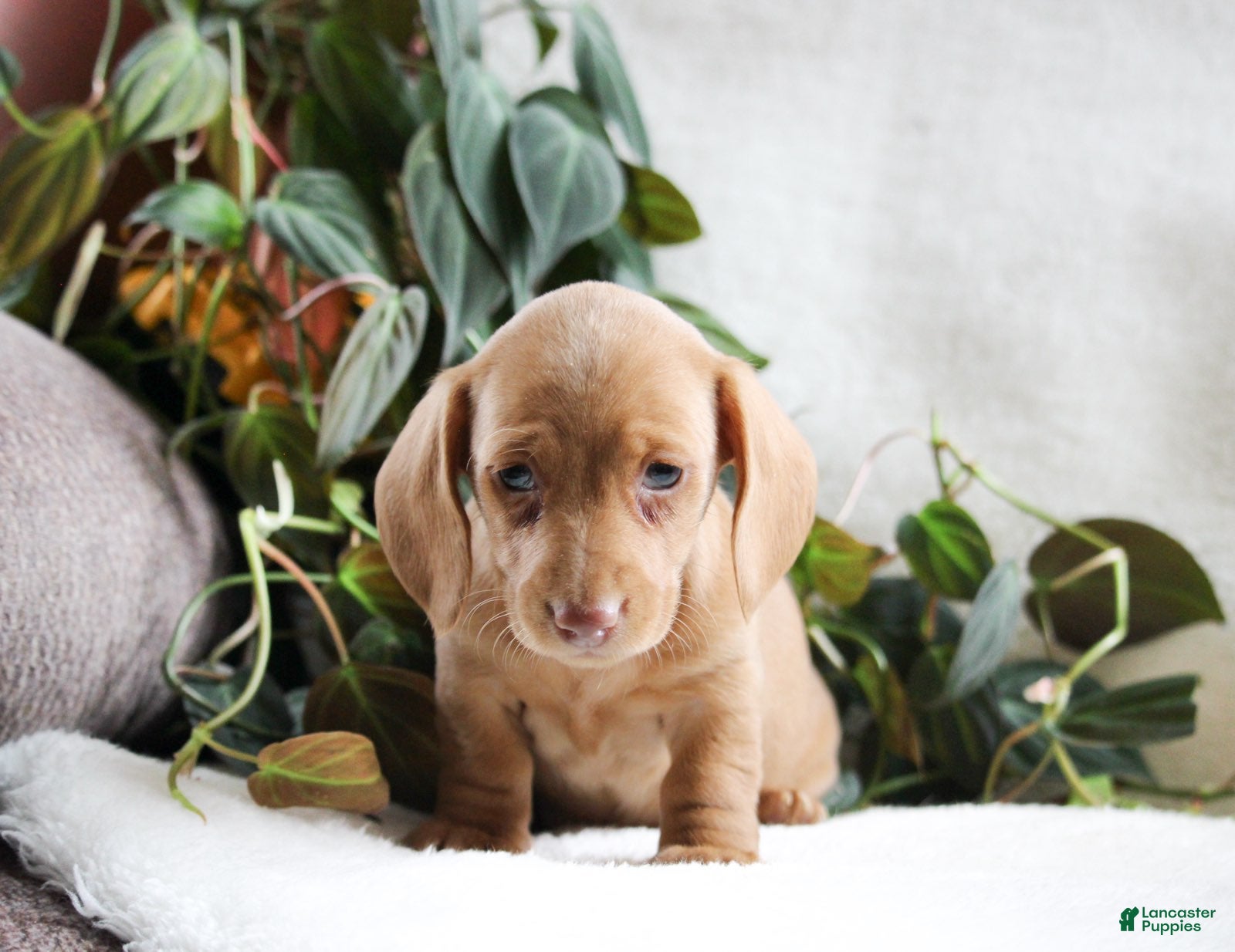 Miniature Dachshund dogs Daisy - Ad 2