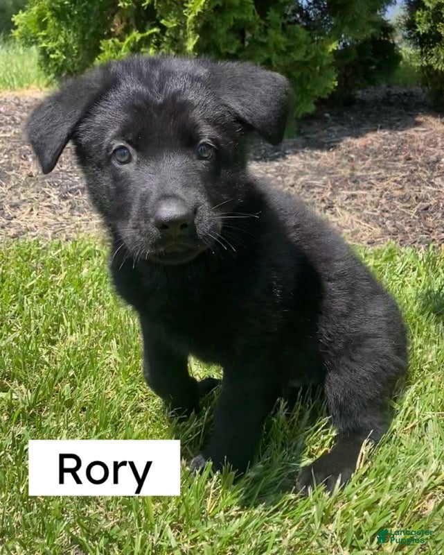 German Shepherd dogs German Shepherd (Rory) - Ad 3
