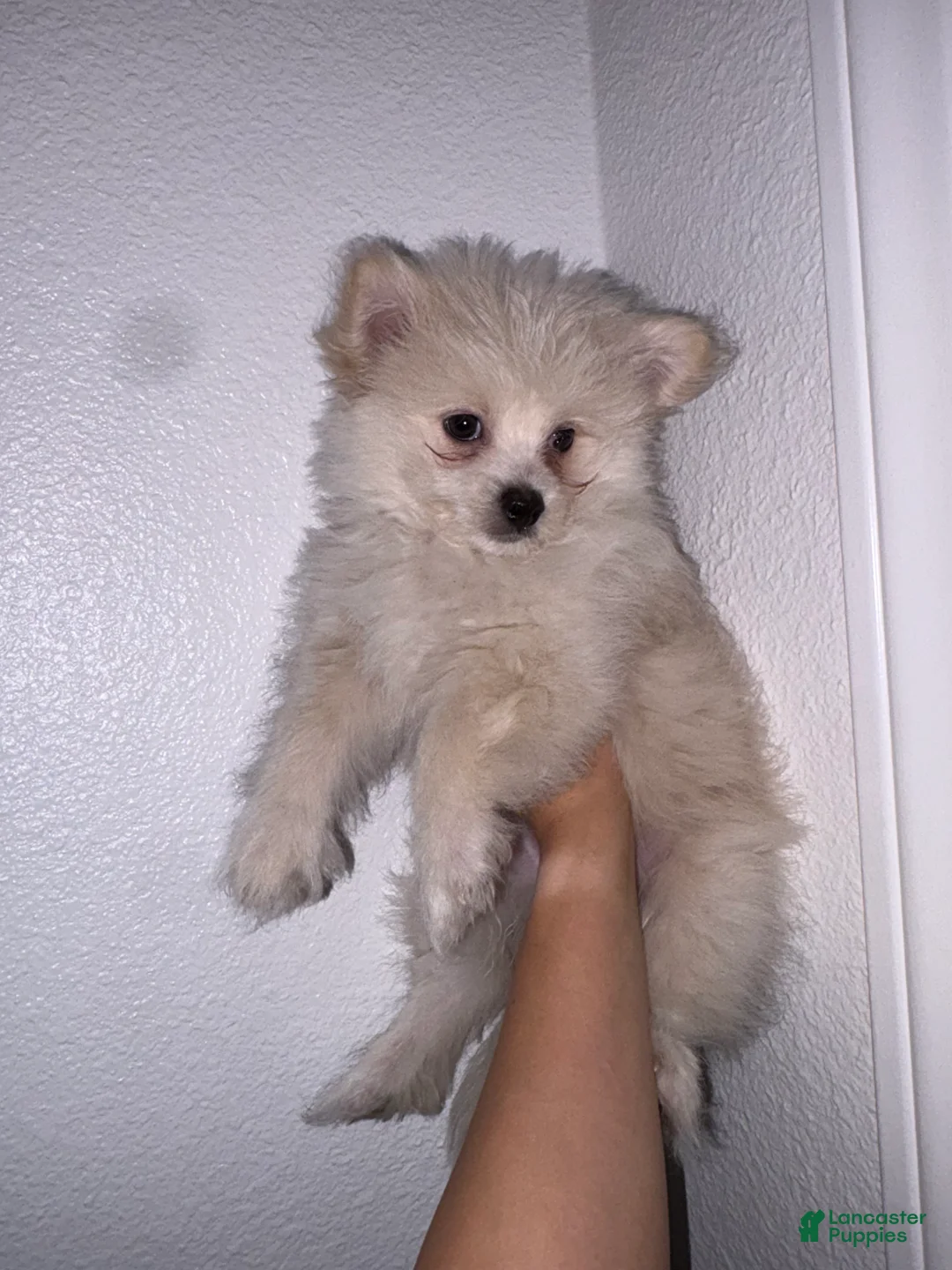 Mixed Breed dogs for sale: Mixed Breed Puppy 1 - Ad 4