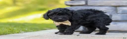 Miniature Poodle dogs for sale: Luca - Ad 6