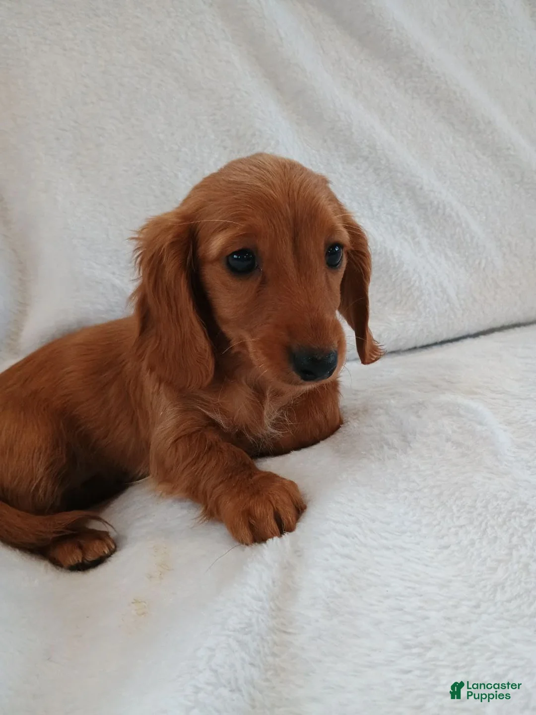 Miniature Dachshund dogs for sale: Sandy  - Ad 4