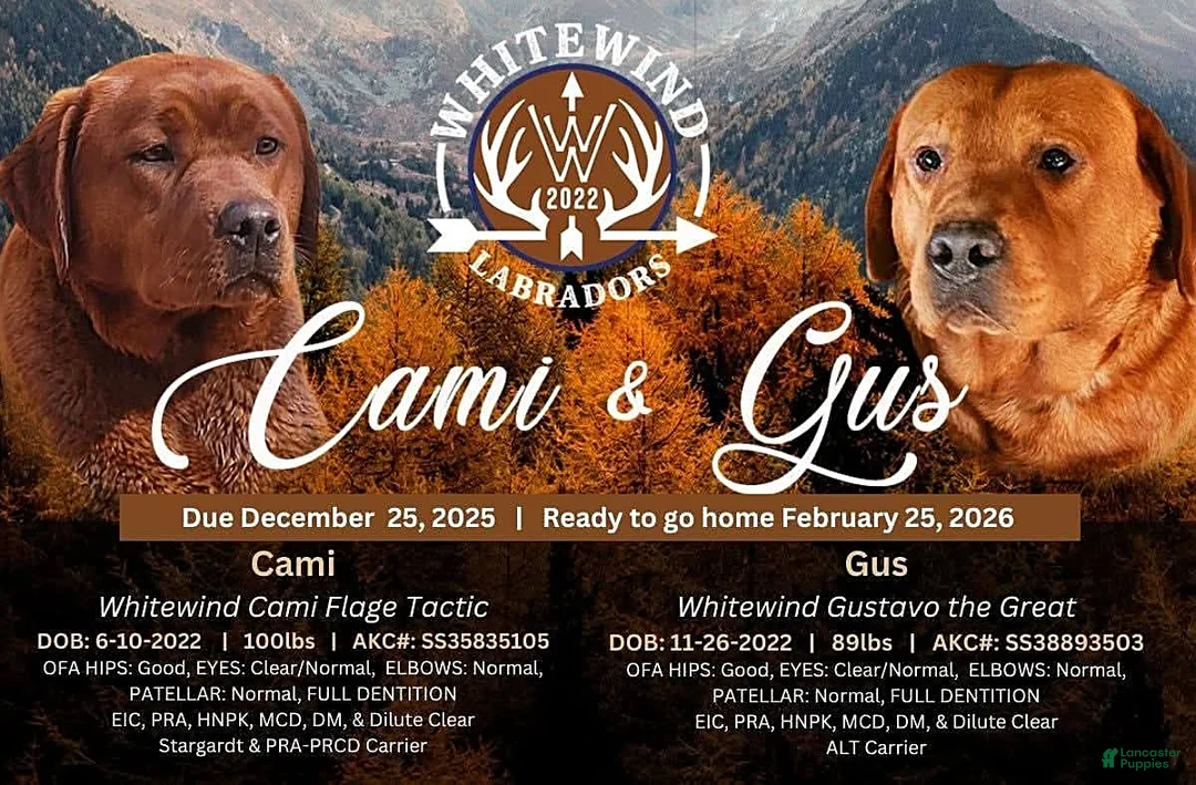 Labrador Retriever dogs for sale: Ashley - Ad 5