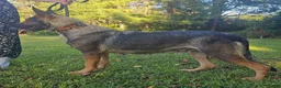 German Shepherd dogs for sale: Ashe - Ad 4