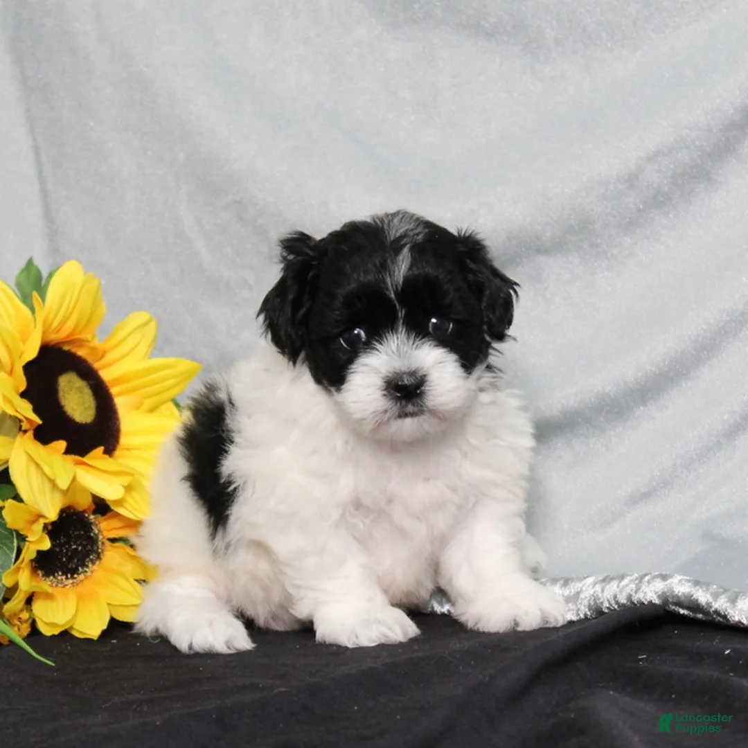 Teddy Bear dogs for sale: Ocean - Ad 1