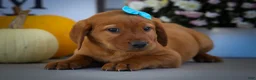 Labrador Retriever dogs for sale: NELSON - Ad 2