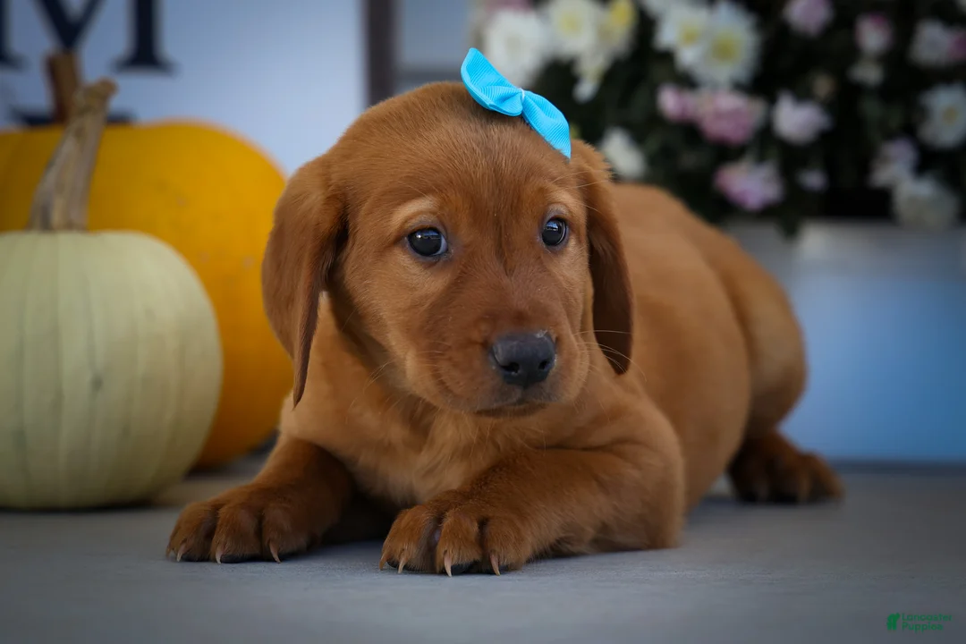 Labrador Retriever dogs for sale: NELSON - Ad 2