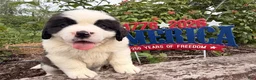 Saint Bernard dogs for sale: Bubba - Ad 4