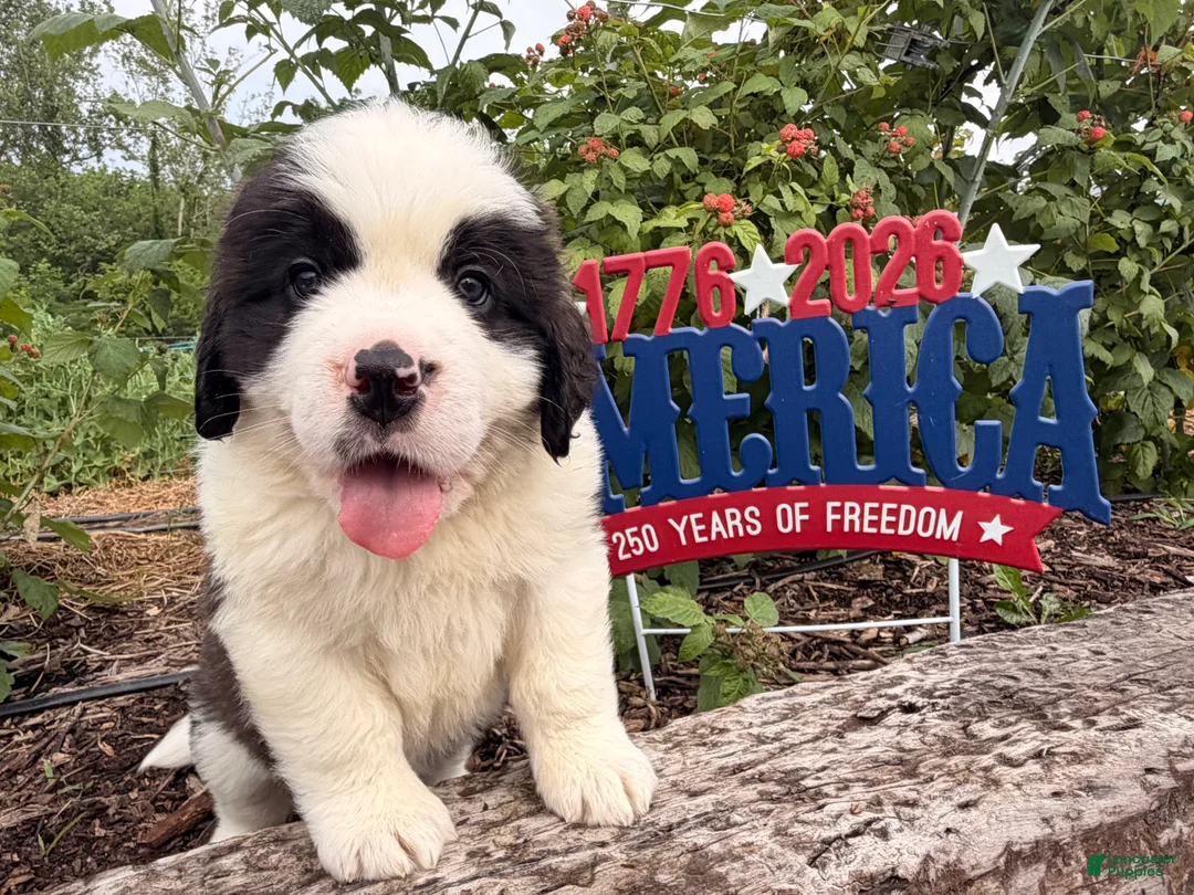 Saint Bernard dogs for sale: Bubba - Ad 4