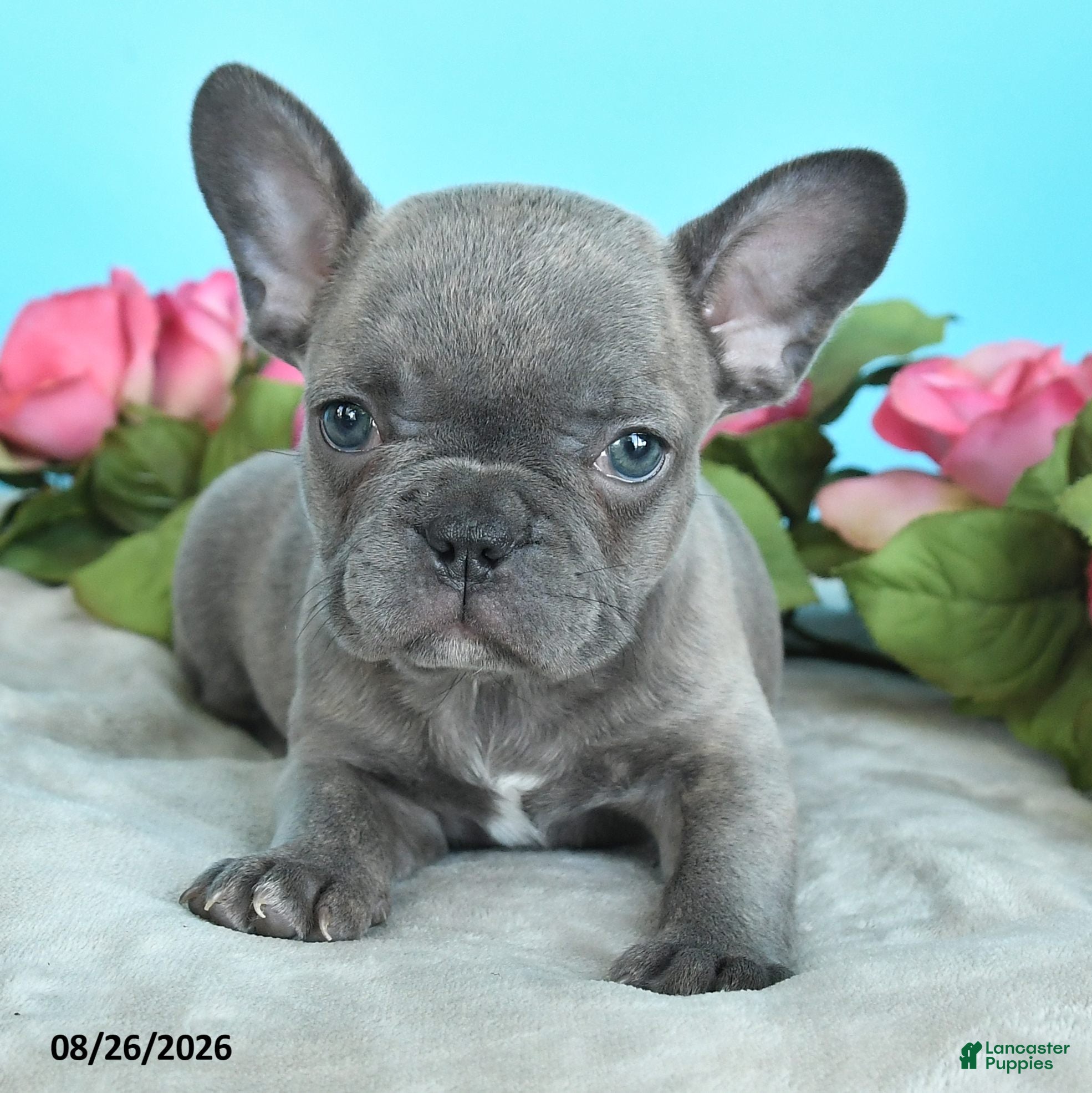 French Bulldog dogs Rachel - Ad 2