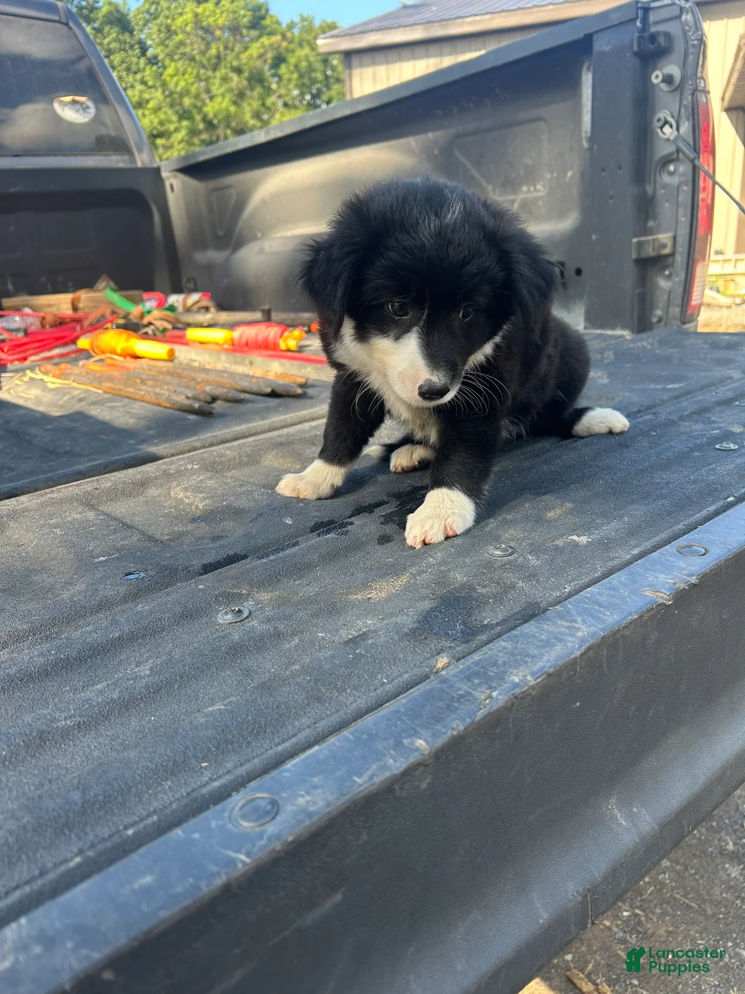 Miniature Australian Shepherd dogs for sale: Sarah - Ad 2