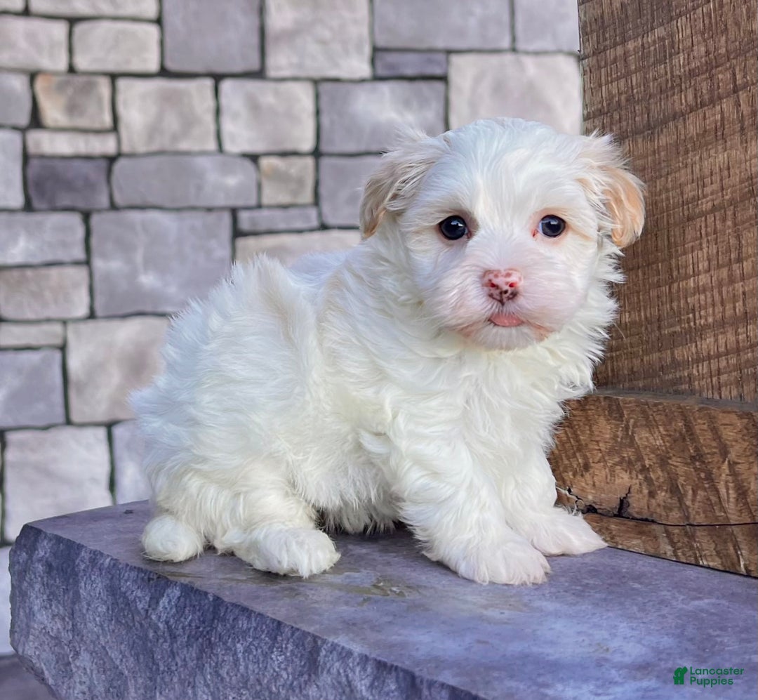 Havanese dogs for sale: Dixie - Ad 4