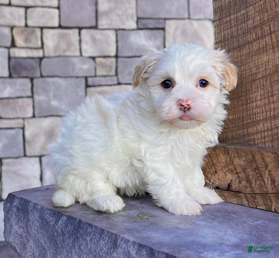 Havanese dogs for sale: Dixie - Ad 4