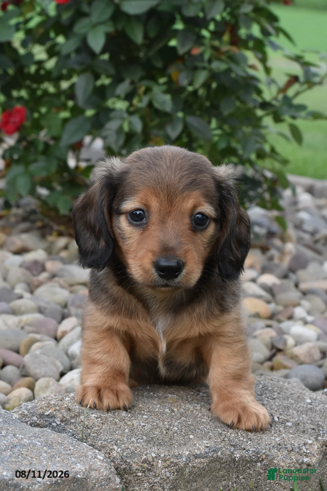 Miniature Dachshund dogs for sale: Chase - Ad 3