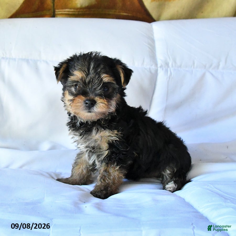 Yorkshire Terrier dogs Bingo - Ad 2