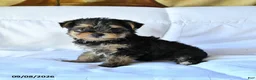 Yorkshire Terrier dogs for sale: Bingo - Ad 2