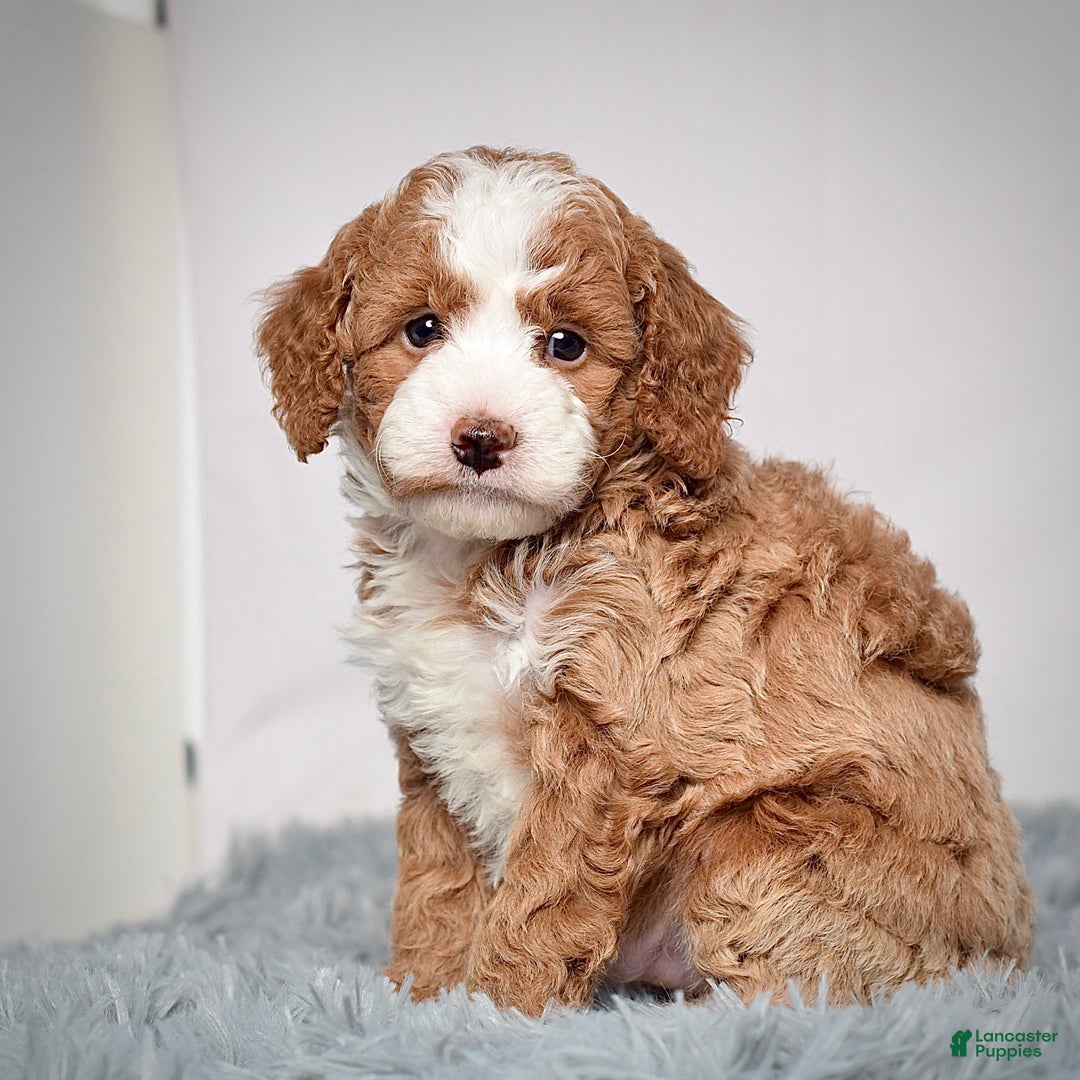Mini Goldendoodle dogs for sale: Mr. Parker - Ad 3