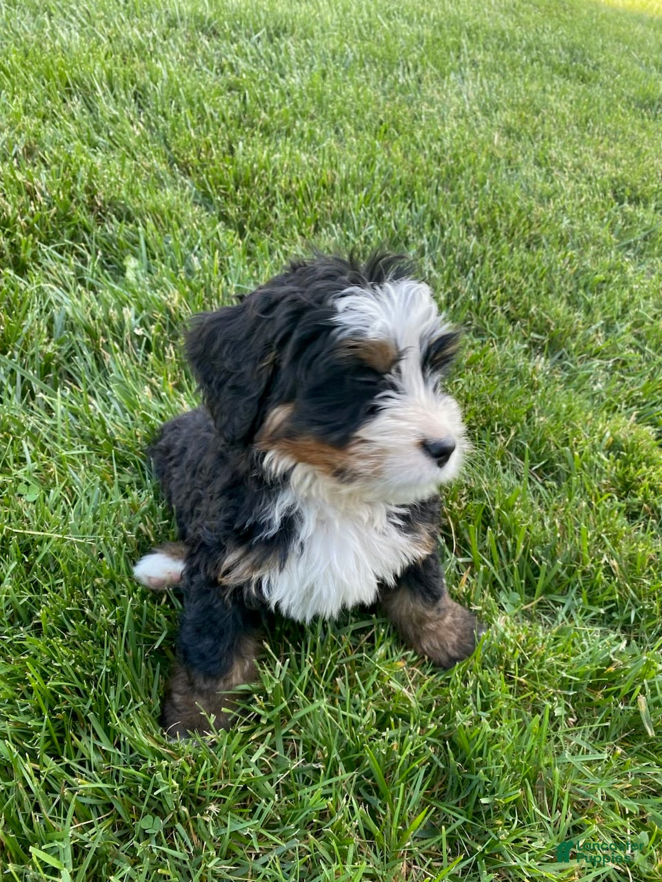 Bernedoodle dogs pink-Female - Ad 2