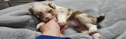 Miniature Australian Shepherd dogs for sale: Carrot  - Ad 4