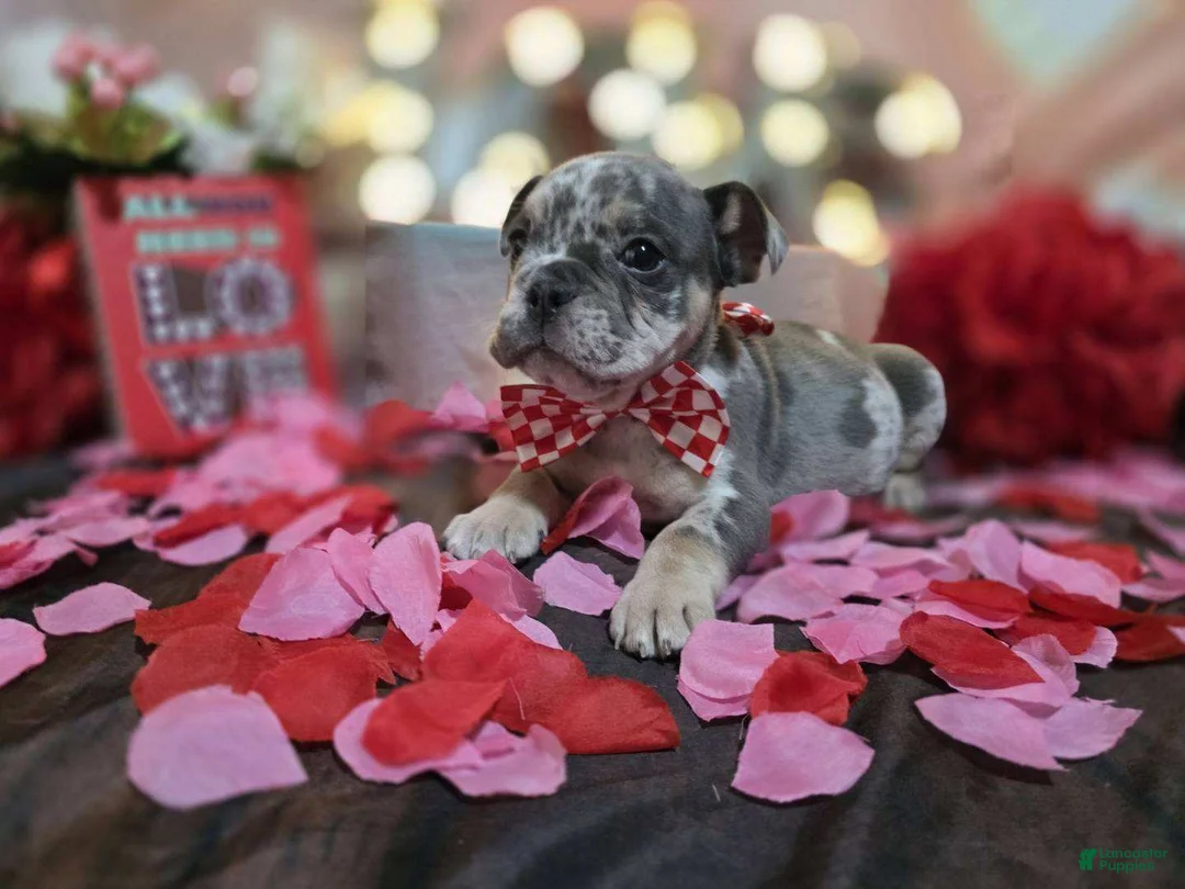 English Bulldog dogs for sale: English Bulldog Puppy 1 - Ad 5