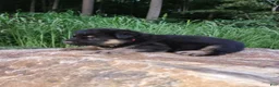 German Shepherd dogs for sale: German Shepherd 5 Titan - Ad 3