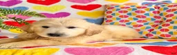 Golden Retriever dogs for sale: Roxy  - Ad 6