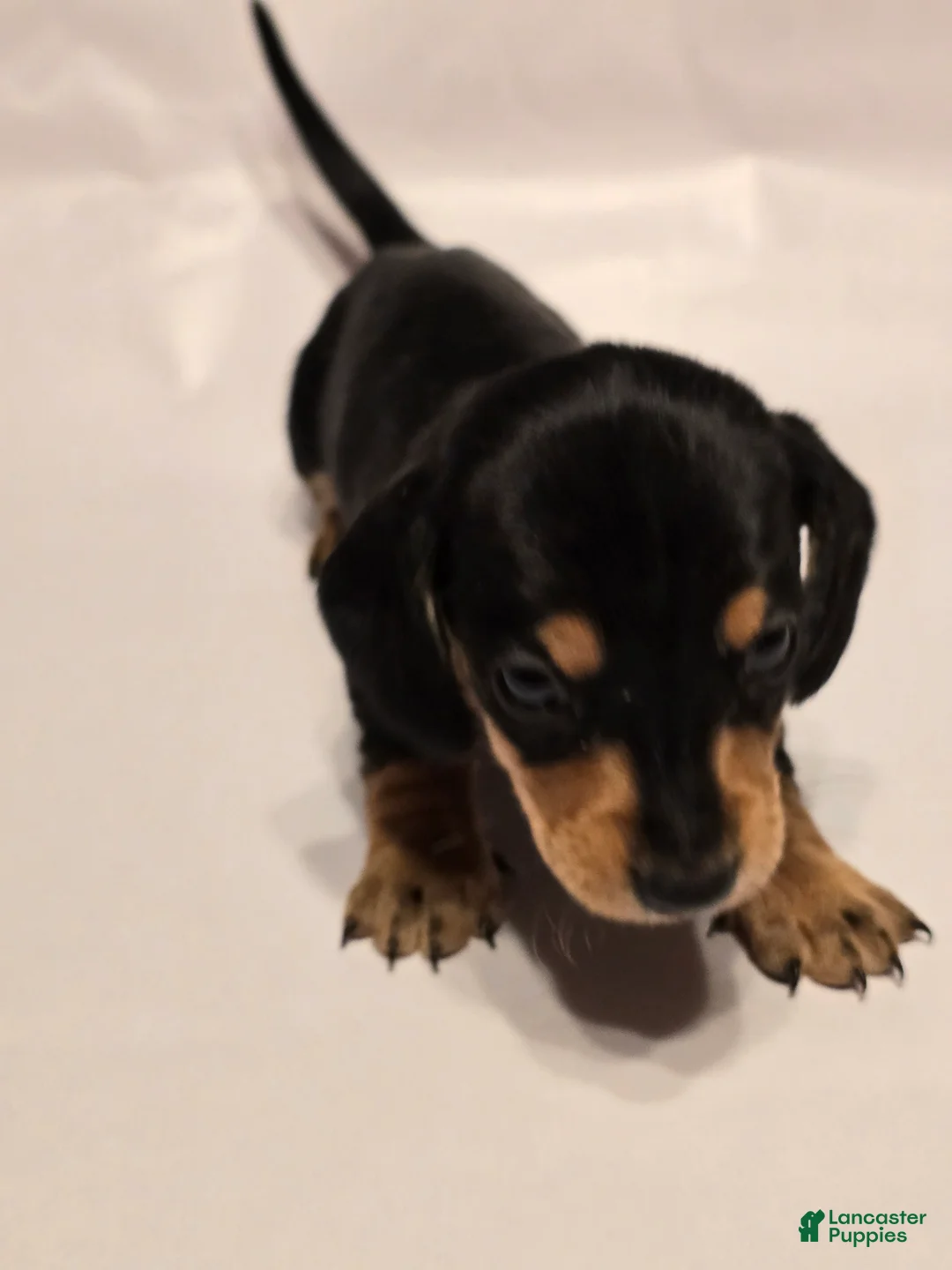 Miniature Dachshund dogs for sale: Bandit - Ad 2